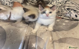 Ragdoll cats for sale: 5 ragdoll kittens GCCF  - Image 19