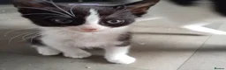 Mixed Breed cats for sale: 3 beautiful playful friendly kittens  - Advert 9