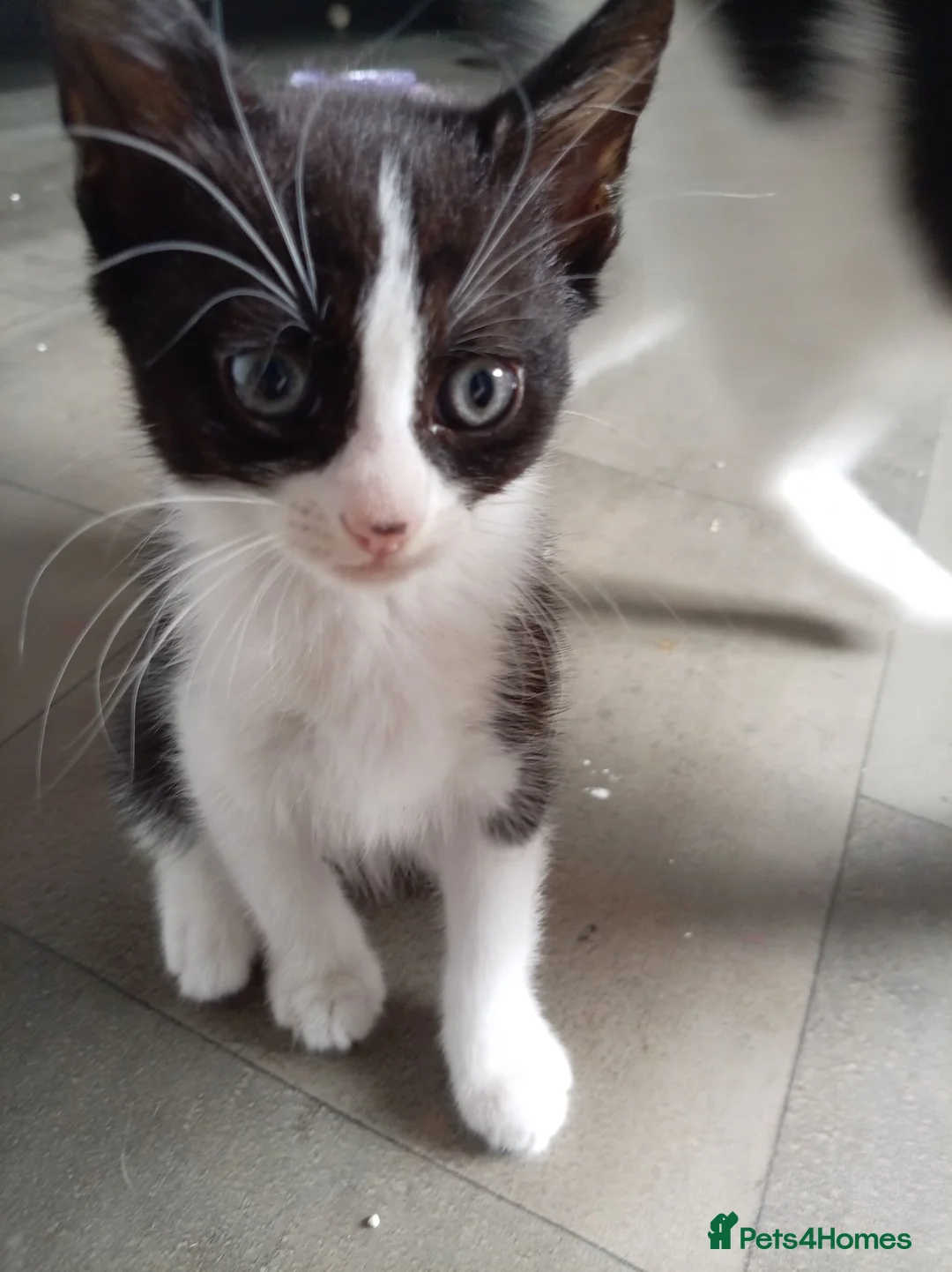 Mixed Breed cats for sale: 3 beautiful playful friendly kittens  - Advert 9