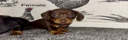Miniature Dachshund dogs for sale: 3 Female Miniature Dachshund puppies for sale! - Advert 6