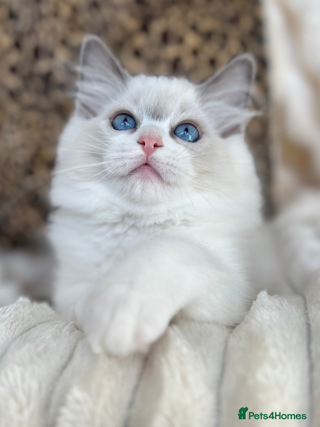 Ragdoll cats for sale: Beautiful Ragdoll girls - ready to reserve now! - Image 7