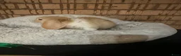 Mini Lop rabbits for sale: 6 x Harlequin Mini Lops in Abergele - Advert 5