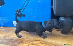 Miniature Dachshund dogs for sale: 5 miniature black & tan smooth haired dachshunds  - Image 12