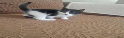 Mixed Breed cats for sale: Beautiful kittens READY TODAY  - Advert 16