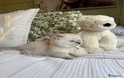 Ragdoll cats for sale: True to type, pure Ragdolls Kittesn - Image 8