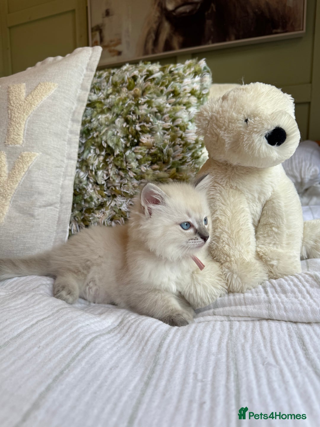 Ragdoll cats for sale: True to type, pure Ragdolls Kittesn - Image 8