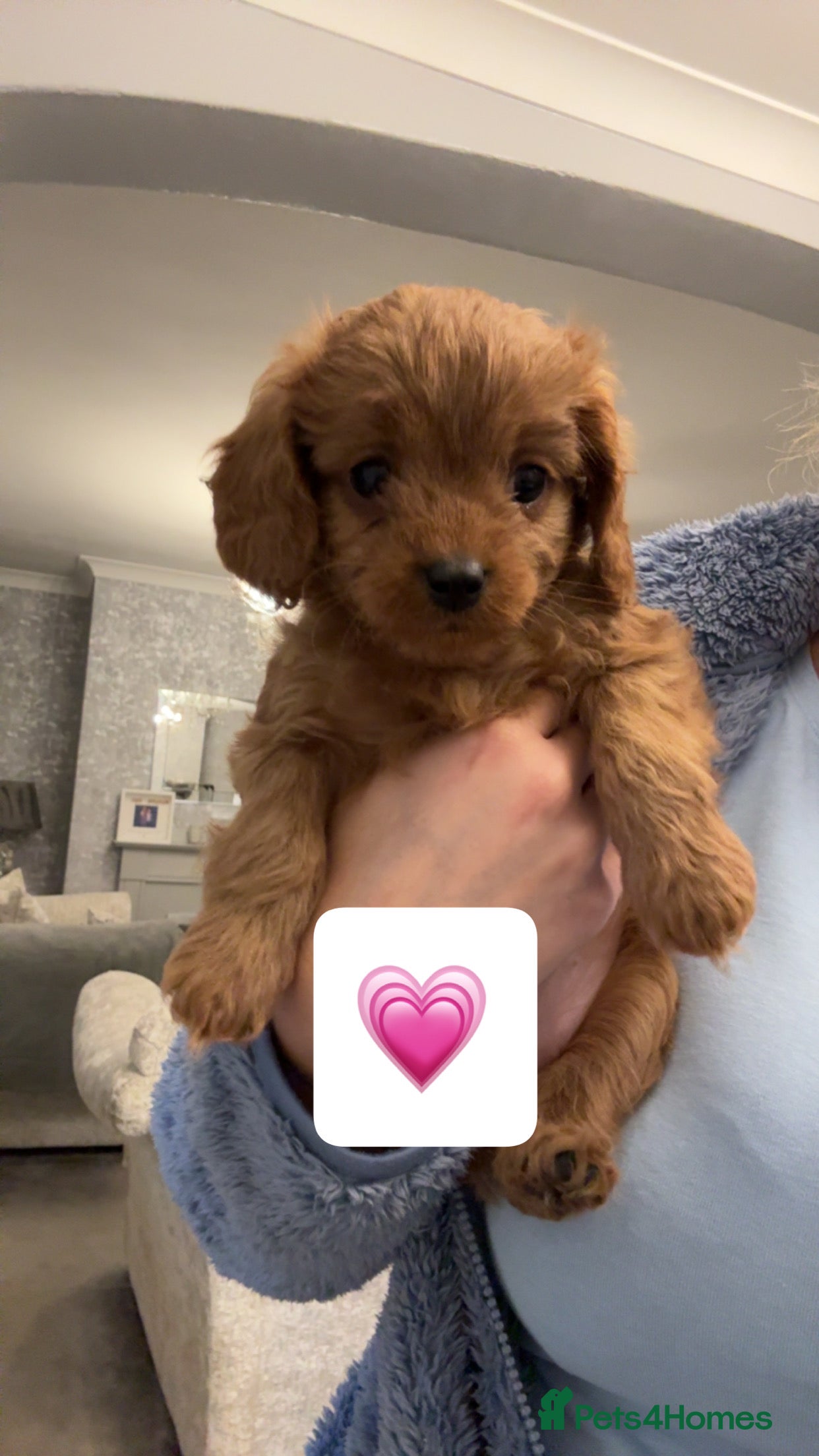 Cavapoo dogs  Cavapoo Puppies  - Advert 6