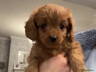 Cavapoo dogs Cavapoo Puppies - Advert 6