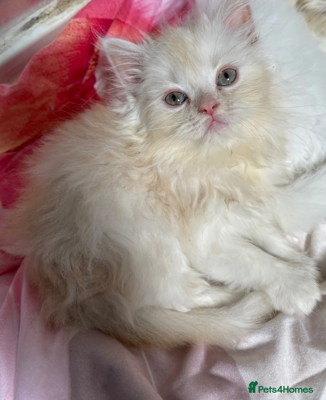 Persian cats for sale: Persian x ragdoll kittens for sale  - Advert 2