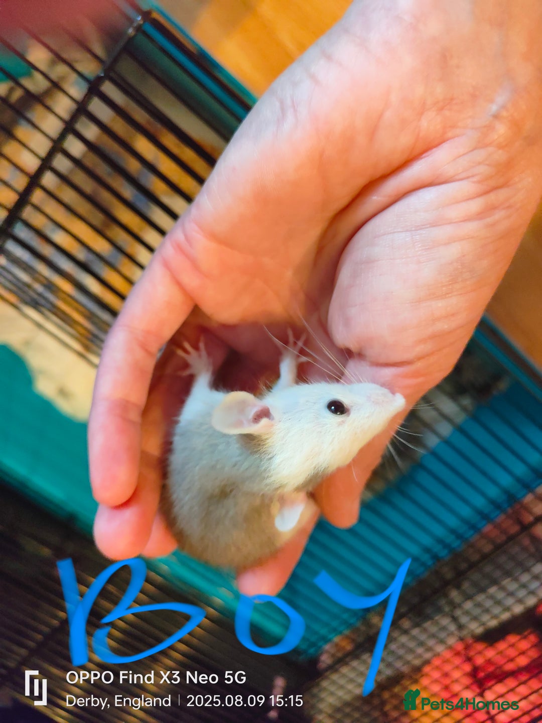 Rat rodents for sale: Dumbo rex Rats - Image 8