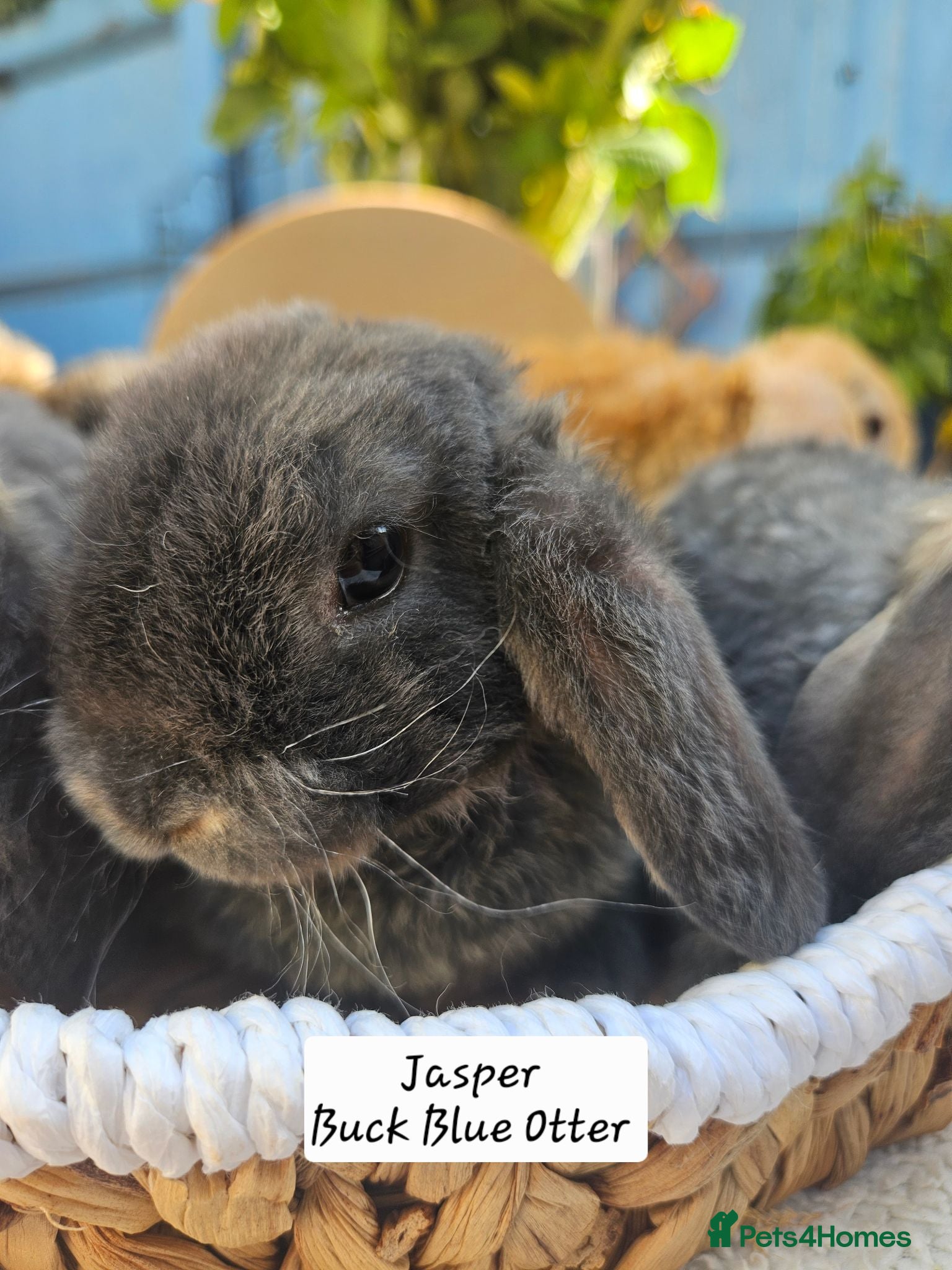 Mini Lop rabbits 5 weeks Pure bred Mini Plush Lops SUFFOLK PLUSH - Advert 1