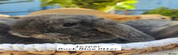 Mini Lop rabbits for sale: 5 weeks Pure bred Mini Plush Lops SUFFOLK PLUSH - Advert 2