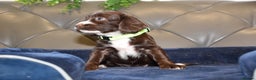 Cocker Spaniel dogs for sale: Kc Reg Health Tested Cocker Spaniel Puppies - Advert 22