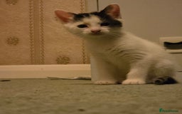 Domestic Shorthair cats for sale: 5 Super Sweet Kittens  - Image 7
