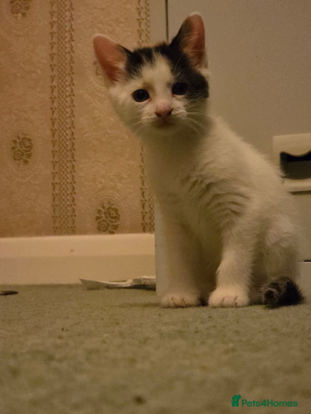 Domestic Shorthair cats for sale: 5 Super Sweet Kittens  - Image 7