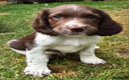 English Springer Spaniel dogs for sale: KC Reg. READY NOW. English Springer Spaniel 8 WKS - Image 14