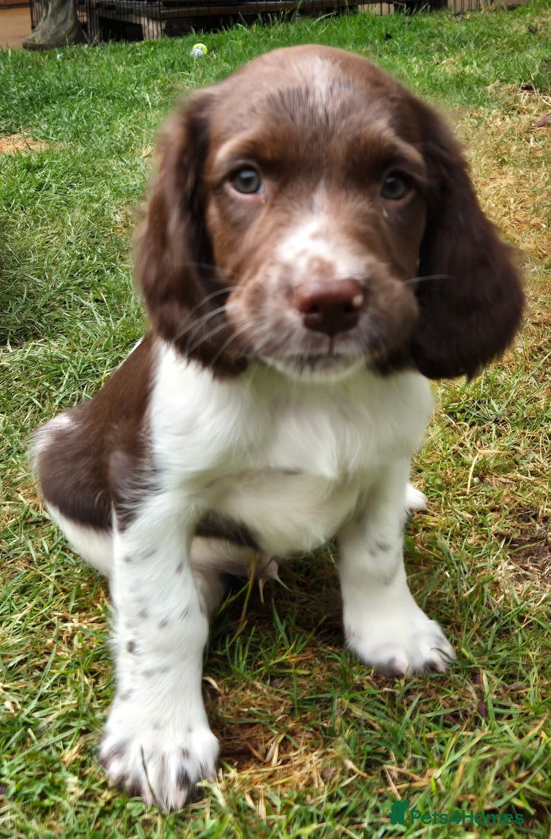 English Springer Spaniel dogs for sale: KC Reg. READY NOW. English Springer Spaniel 8 WKS - Image 14