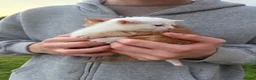Mixed Breed cats for sale: Ginger cat in London - Advert 3