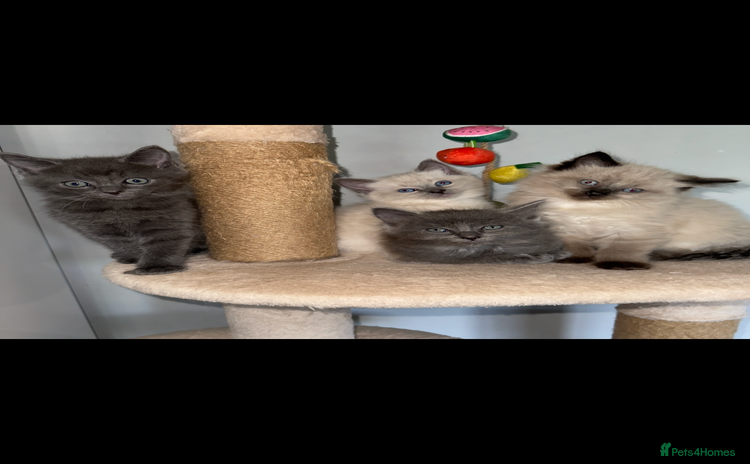 Ragdoll cats - Advert 1