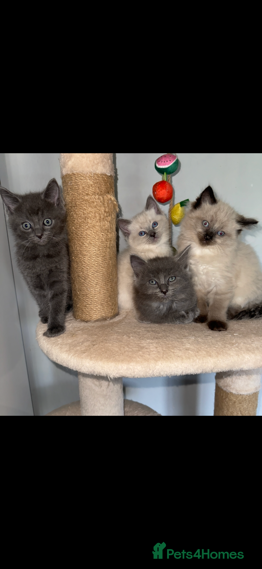Ragdoll cats for sale: Gorgeous Ragdoll x British Shorthair Kittens  - Image 1
