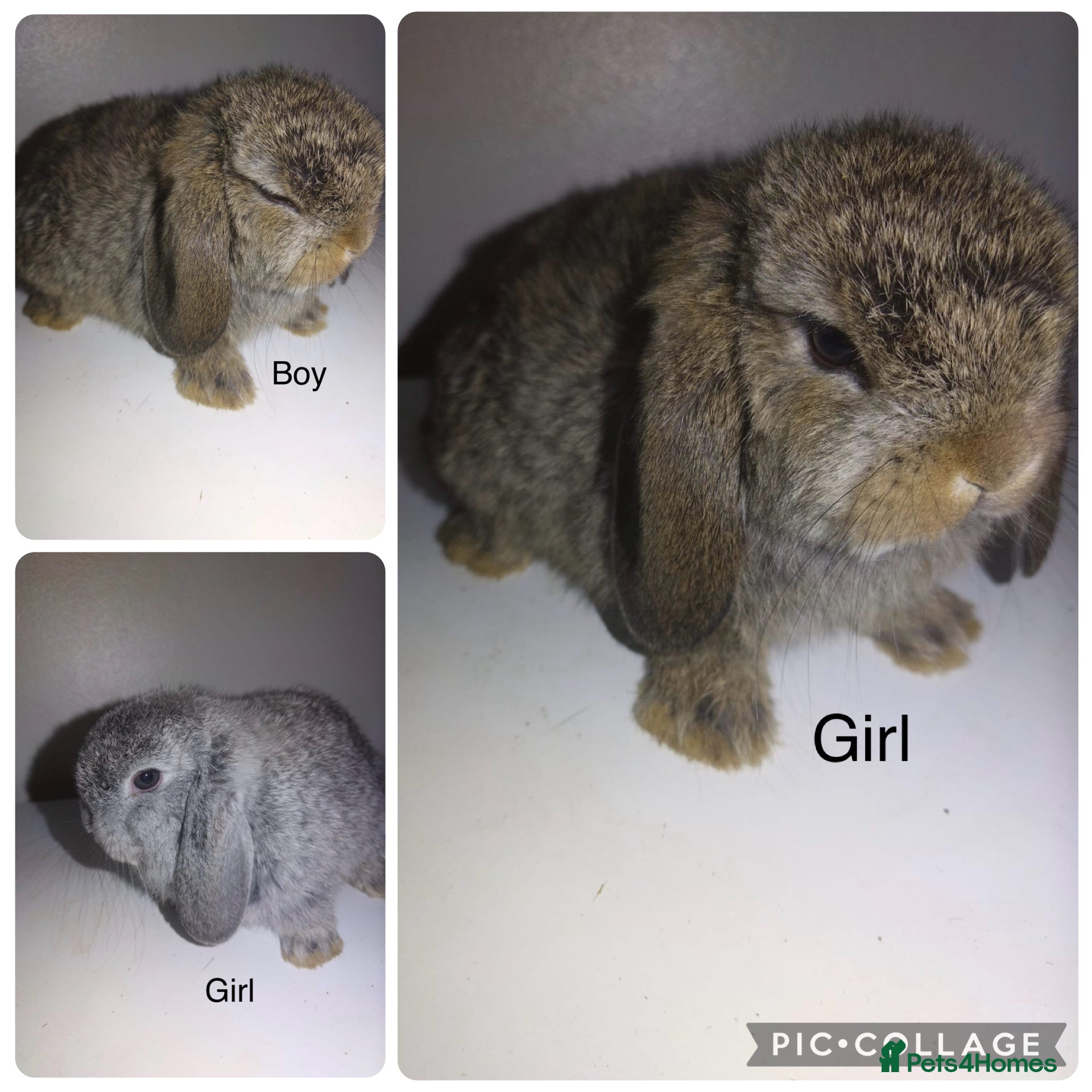 Mini Lop rabbits Mini  lops and mini double maned lionheads - Advert 1