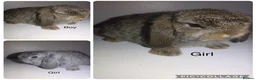 Mini Lop rabbits for sale: Mini  lops and mini double maned lionheads - Advert 1