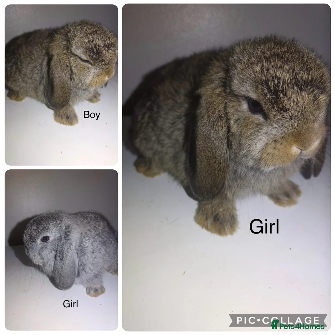 Mini Lop rabbits for sale: Mini  lops and mini double maned lionheads - Advert 1