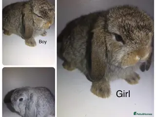 Mini Lop rabbits for sale: Mini lops and mini double maned lionheads - Advert 3