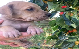 Great Dane dogs for sale: Beautiful Great Dane pups - Image 4
