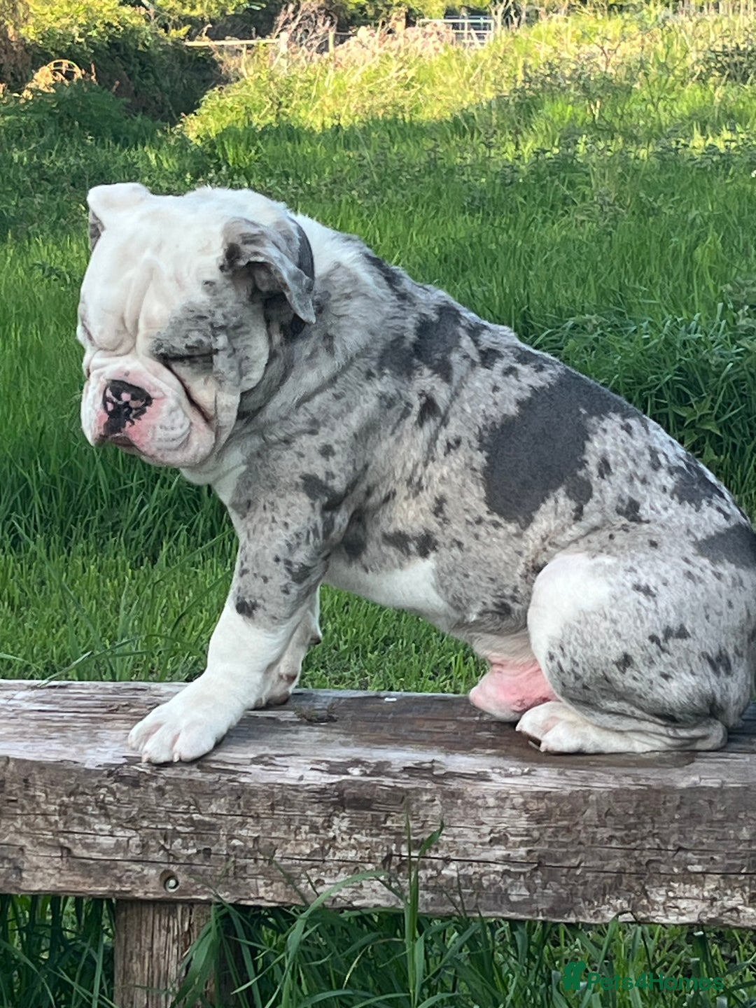 Dorset Olde Tyme Bulldogge dogs for sale: 11 month Old Tyne BullDog  - Image 2