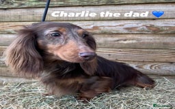 Dachshund dogs for sale: Miniature dachshund puppy’s for sale  - Image 2