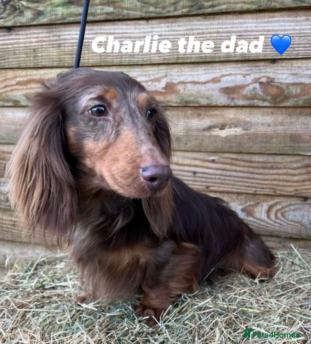 Dachshund dogs for sale: Miniature dachshund puppy’s for sale  - Image 2