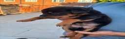 Rottweiler dogs for sale: Fazal  - Advert 8