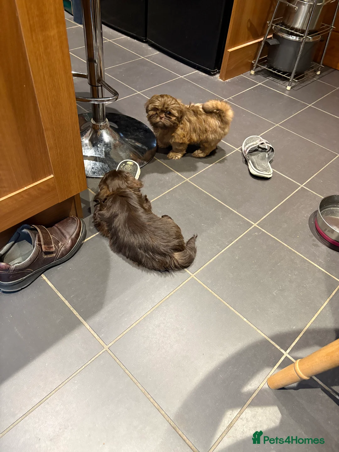 Shih Tzu dogs for sale: ALL SOLD THANK YOU - Advert 18