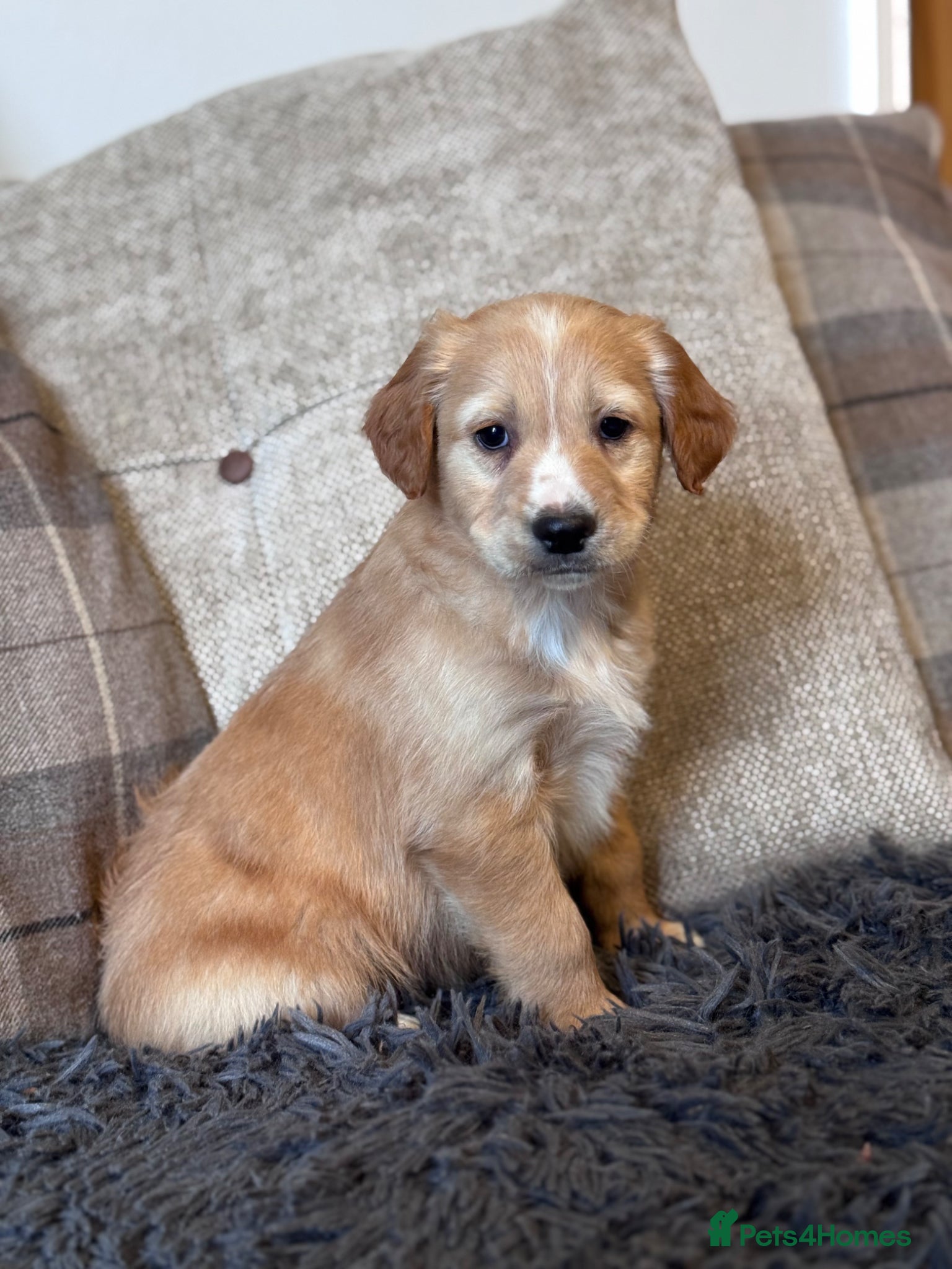 Mixed Breed dogs Lovely 3/4 Cocker Spaniel Puppies for Sale  - Advert 3