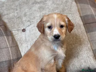 Mixed Breed dogs Lovely 3/4 Cocker Spaniel Puppies for Sale - Advert 9