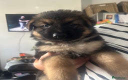 German Shepherd dogs for sale: Beautiful GSD pups - Image 7