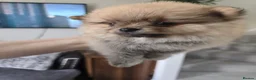 Pomeranian dogs for sale: Show quality Pomeranians girls kc registered - Advert 7