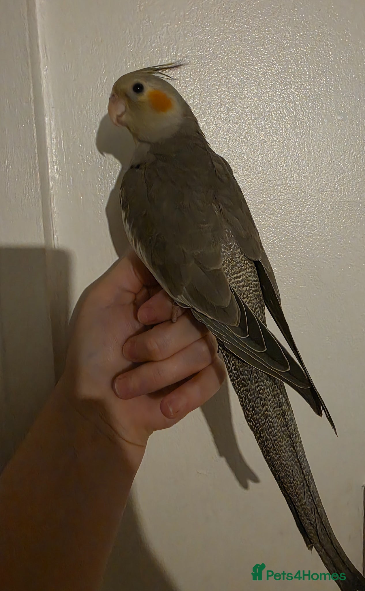 Cockatiels birds 1 Baby cockatiel left - Advert 1
