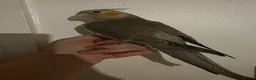 Cockatiels birds for sale: 1 Baby cockatiel left - Advert 1