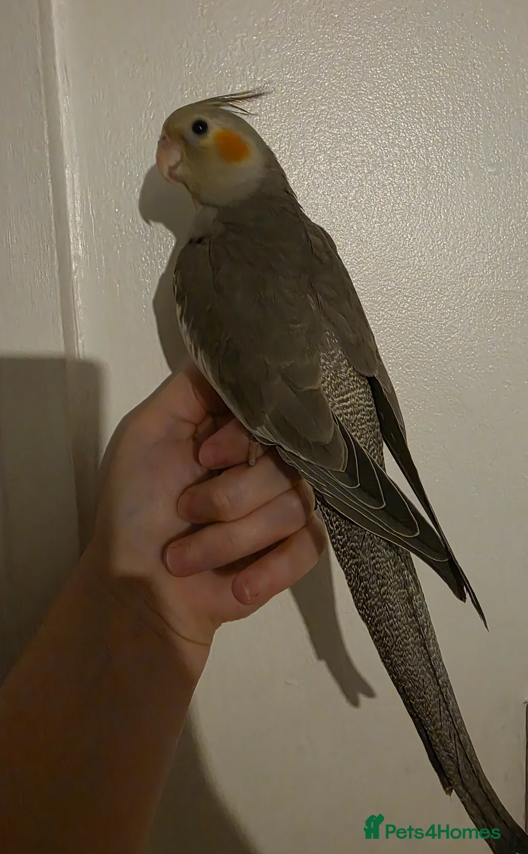 Cockatiels birds for sale: 1 Baby cockatiel left - Advert 1