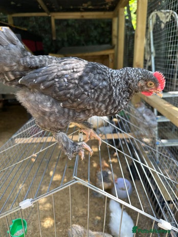 Chickens poultry - Advert 8