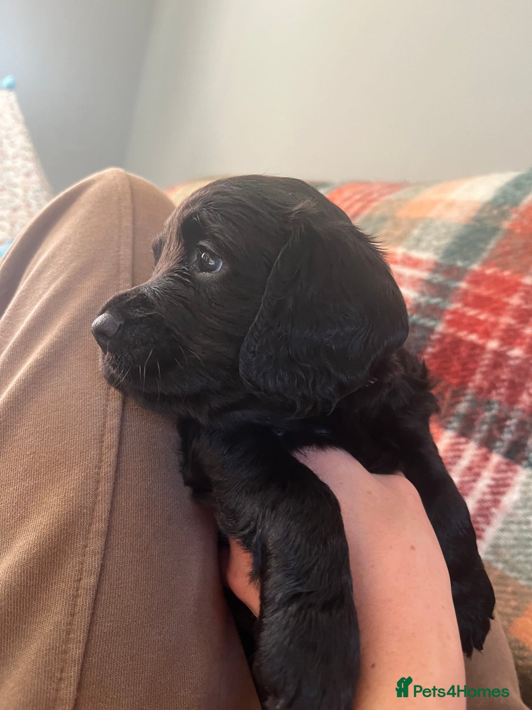 Cocker Spaniel dogs for sale: Cocker spaniel puppies - Advert 9