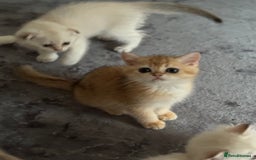 Scottish Fold cats for sale: elite purebred friendly Scottish Fold and Straight - Image 13