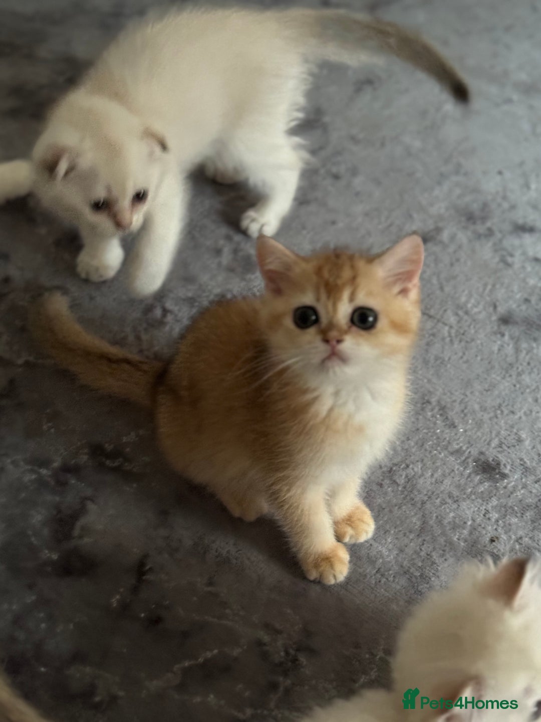 Scottish Fold cats for sale: elite purebred friendly Scottish Fold and Straight - Image 13