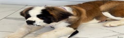 Saint Bernard dogs for sale: Saint Bernard for forever home  - Advert 7