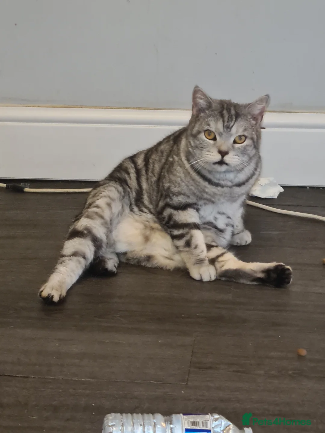 American Shorthair cats for sale: American short hair cat in South Ockendon - Advert 1