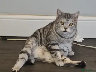 American Shorthair cats American short hair cat - Advert 1