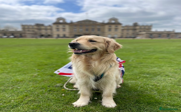 Golden Retriever dogs - Advert 3