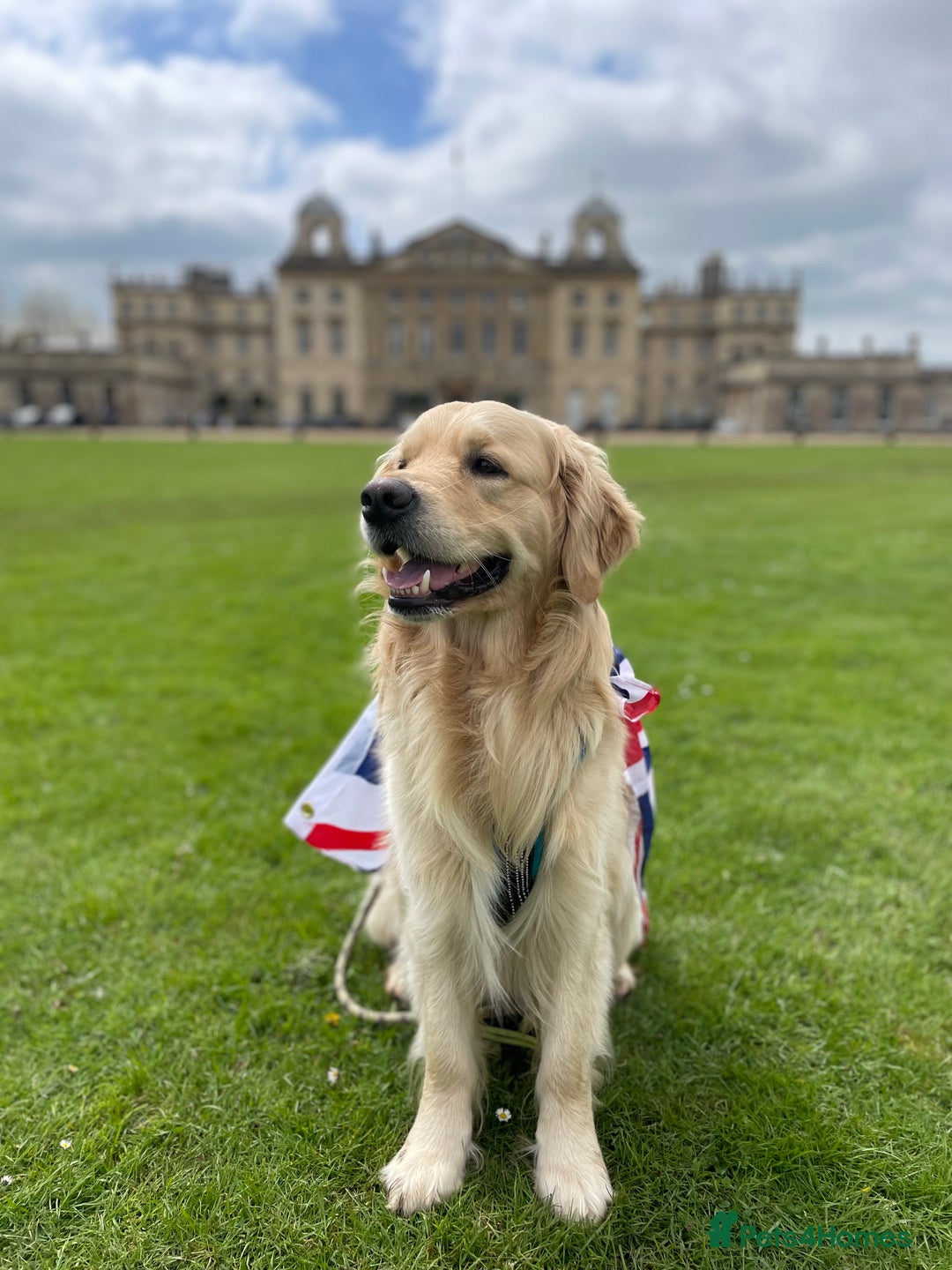 Golden Retriever dogs for stud: 5th Generation KC Registered TOO GOOD TO MISS STUD - Image 1